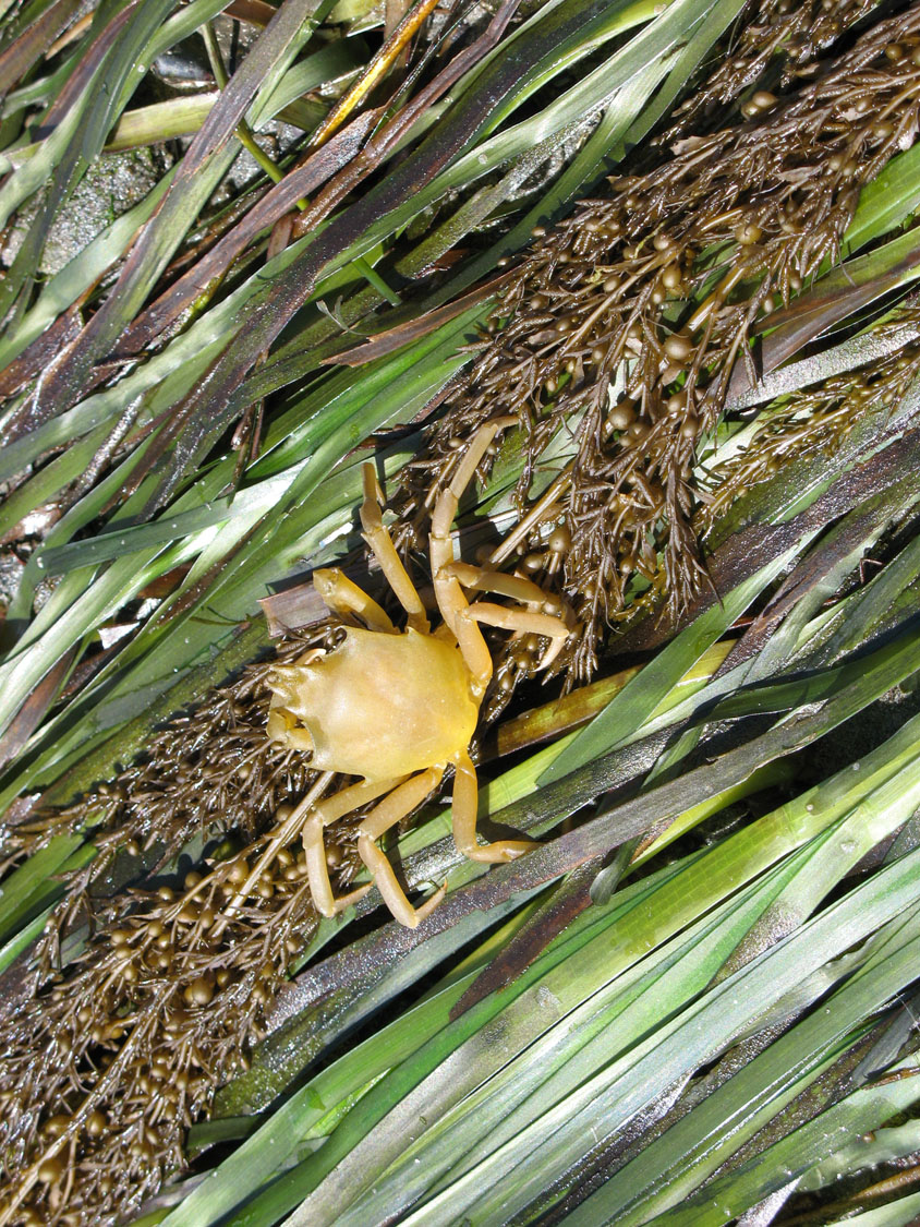 Kelp crab on eelgrass